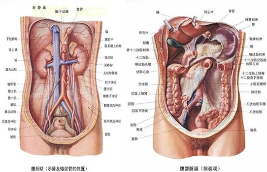 人体内脏器官位置分图布
